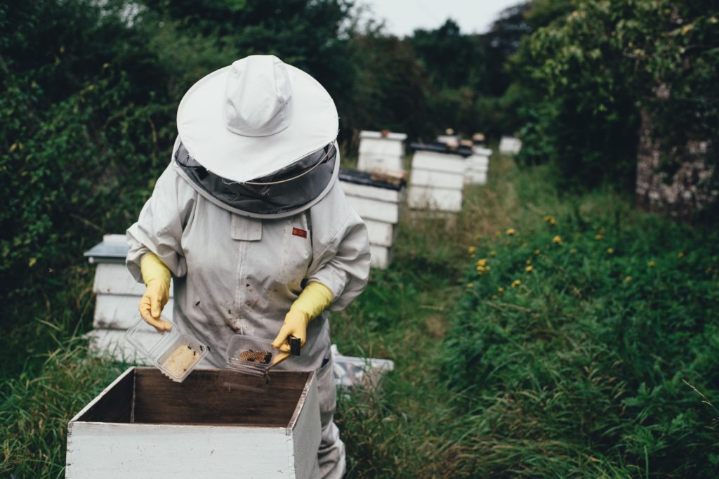 apicultura hobby