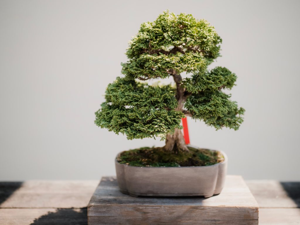 bonsai hobby