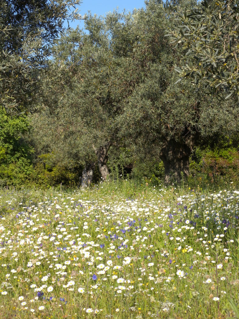 plantas silvestres