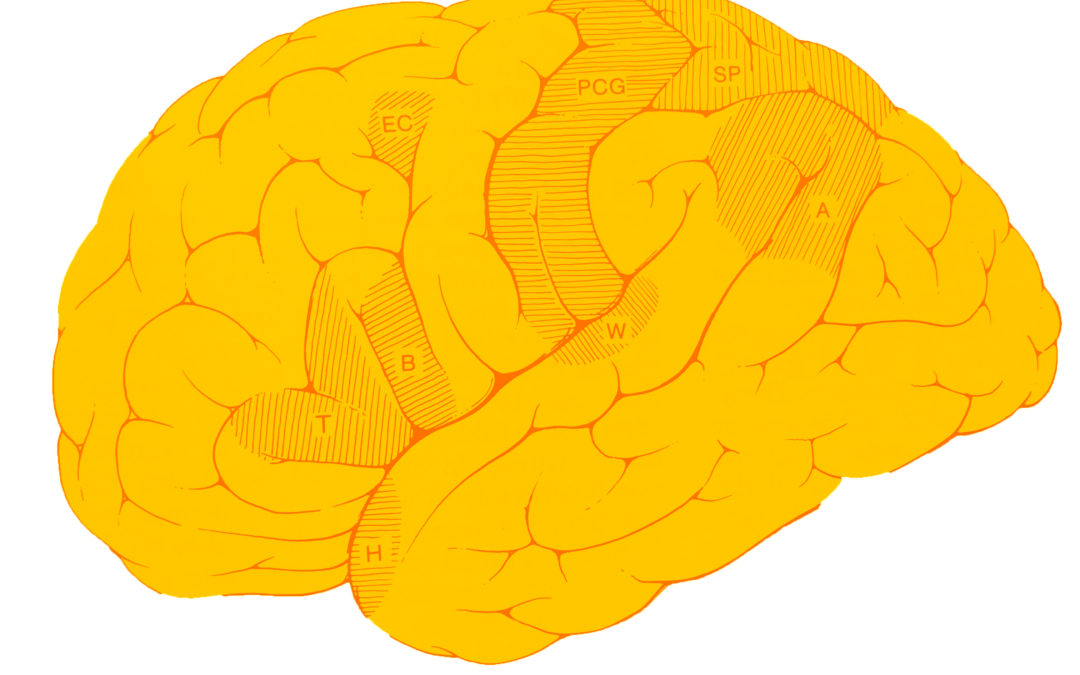 Hobbies en la prevención de demencia y Alzheimer (parte 2)