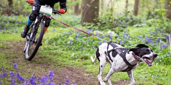 Hobbies deportivos con perros