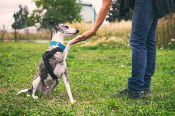 voluntariado animal