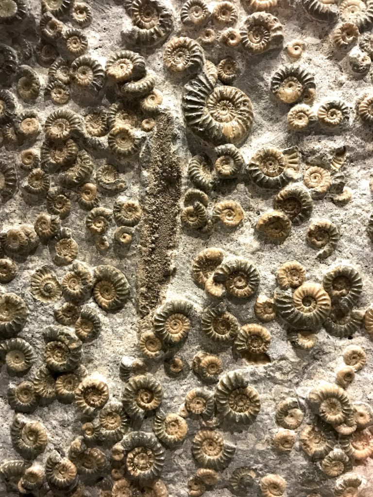 fosiles