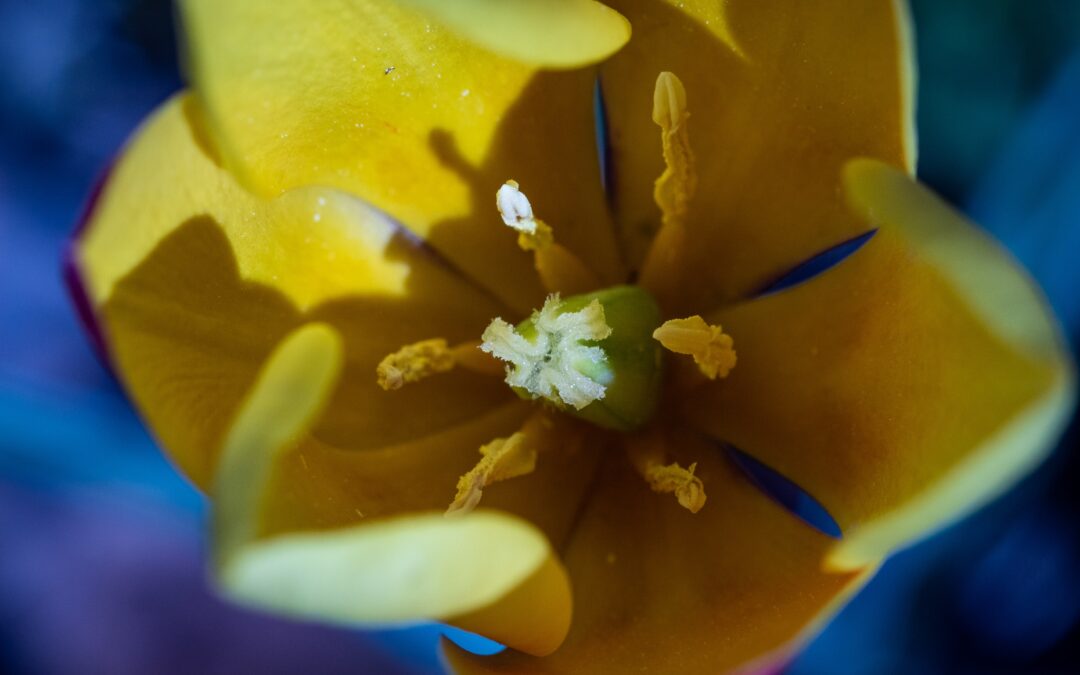 Jardineria:  Partes y funciones de la flor