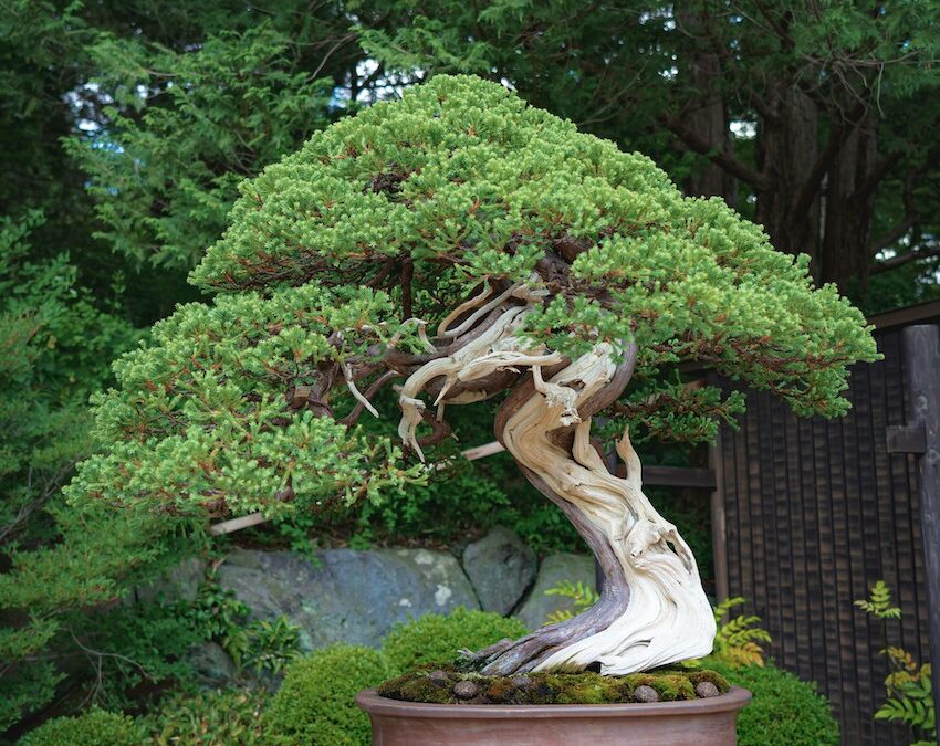 Hobbies de origen japonés